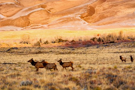 Elk Herd in front of Dunes (49209422933)