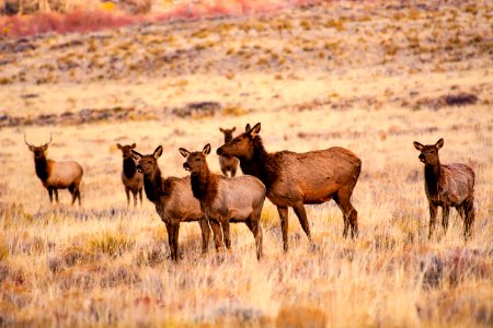 Elk with Calves near the Dunes (51002069167)
