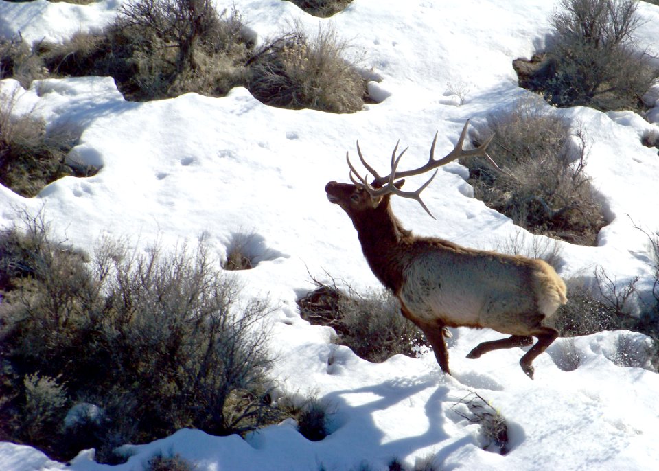 Elk running aerial odfw (4277683932)