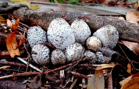Emerging Shaggy ink cap. (51167046003)