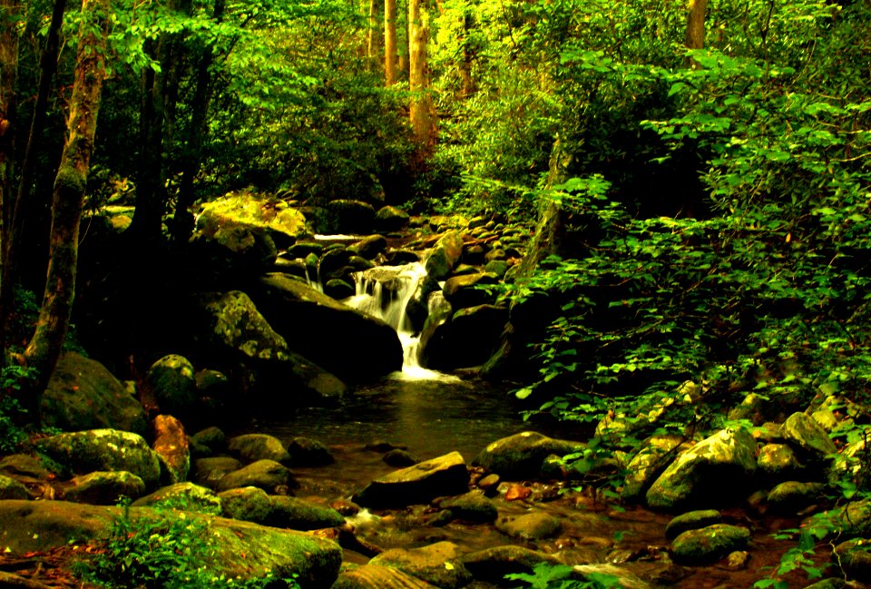 Enter Into The Forest (50345917278)