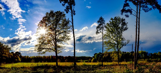 End afternoon in the glade (46861265615)
