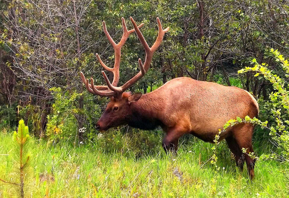 Elk Bull in Forest (40899090223)