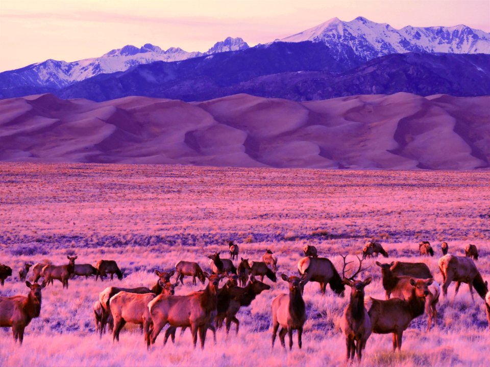 Elk Herd at Dusk (34246358796)