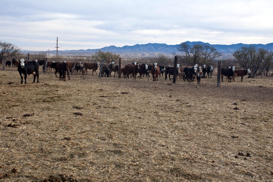 Empire Ranch (Arizona) (26671874736)