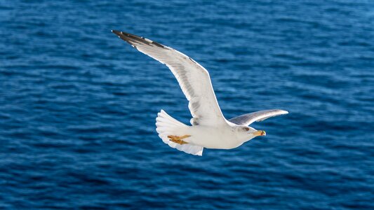 Bird sea seagull photo