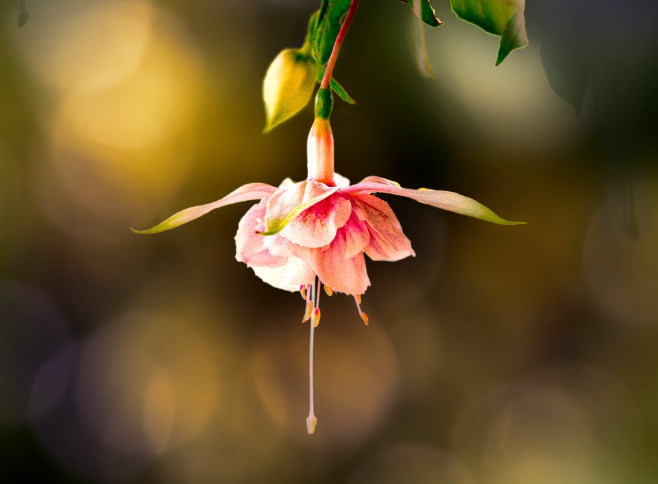 Enfouie dans les bokeh (49958242918)