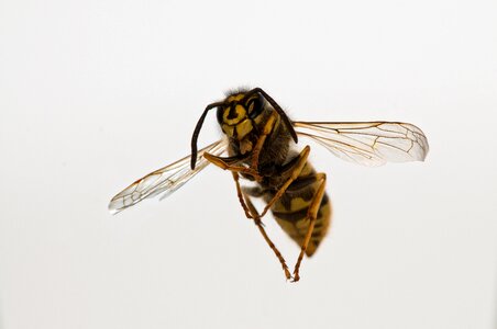 Bee nature wasp