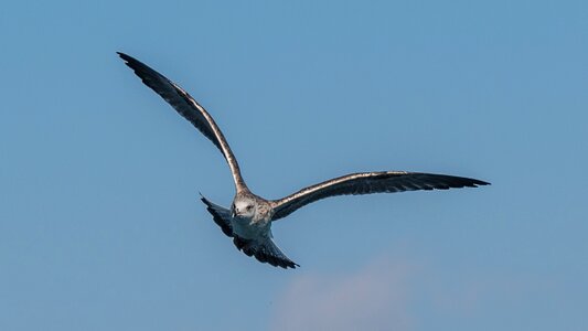 Animal world nature gulls