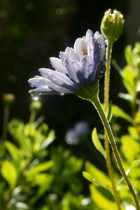 Leaf spring drops photo