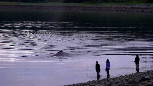 Episode 9 Underwater Conversations in Glacier Bay (31910426794)