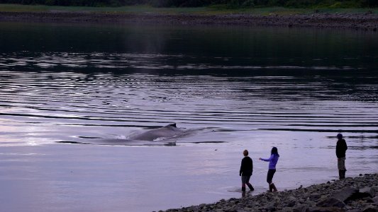 Episode 9 Underwater Conversations in Glacier Bay (32373347400)