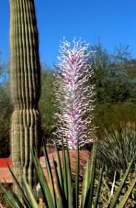 Erbium Pink Fiori Among Cactus (10913395944)