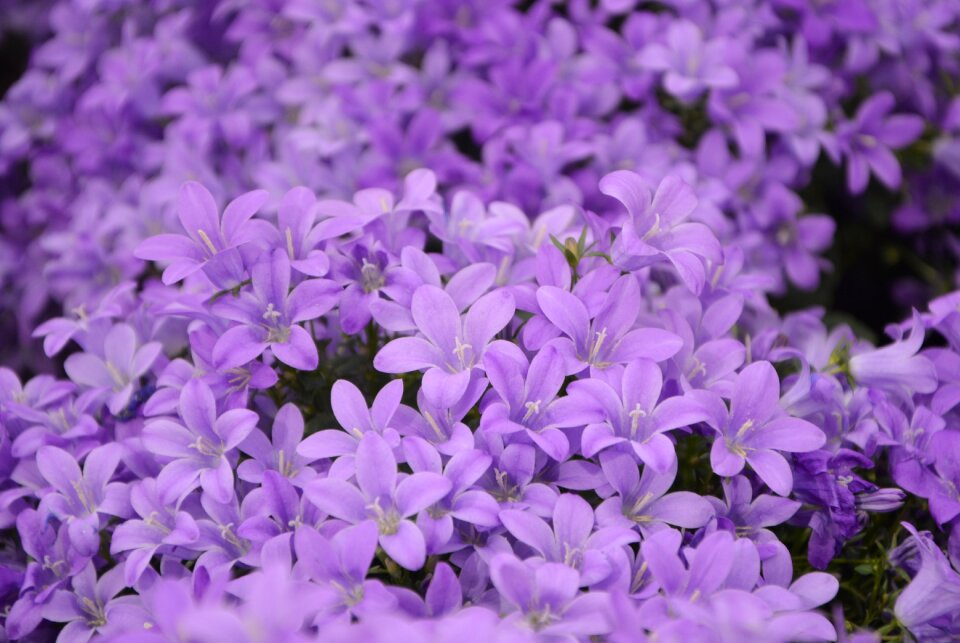 Purple garden floral nature