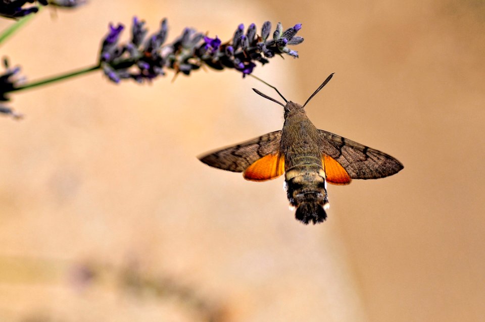 Esfinge Colibrí (44180817221)