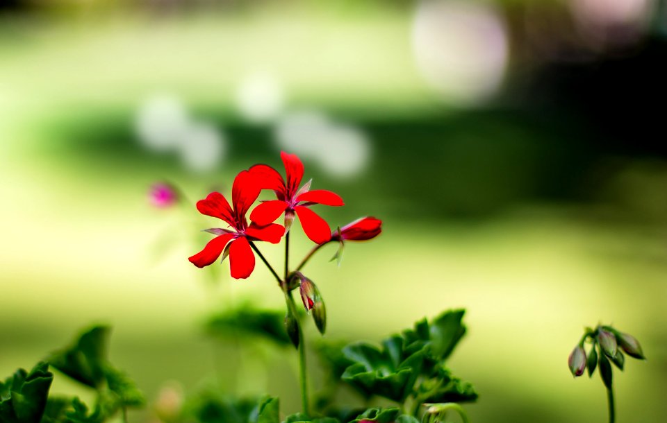 Eveil du printemps (42184084571)