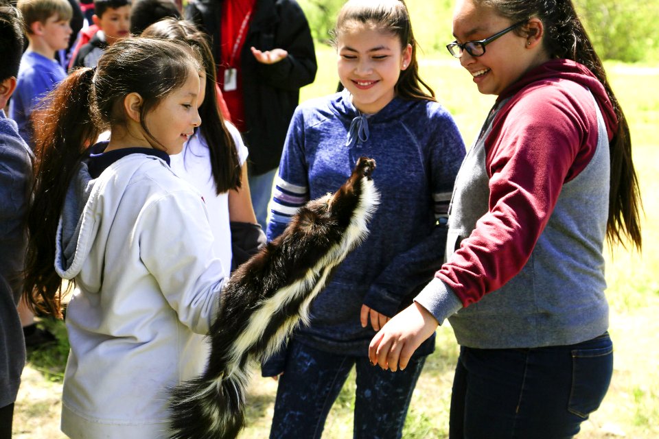 Ew...a skunk! (34483572326)