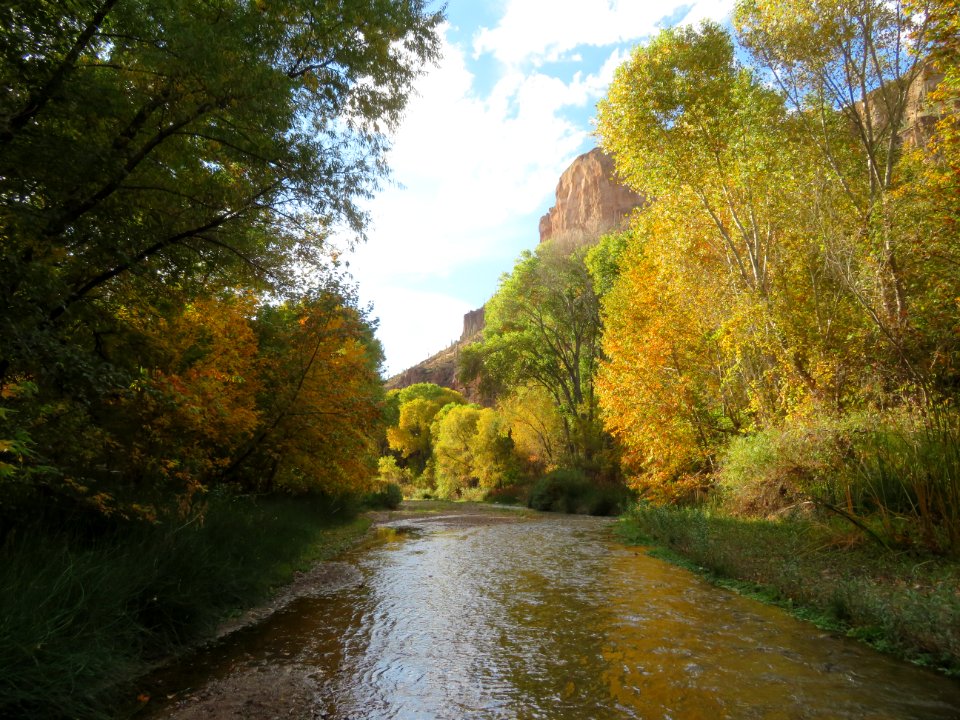 Fall Foliage in Aravaipa Canyon Wilderness (50356898612)