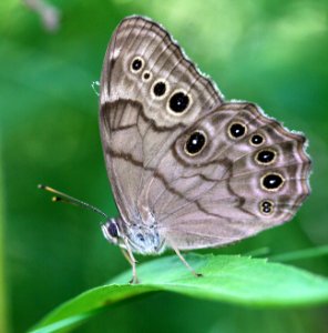 Extinction - Nymphalidae (4196564108)