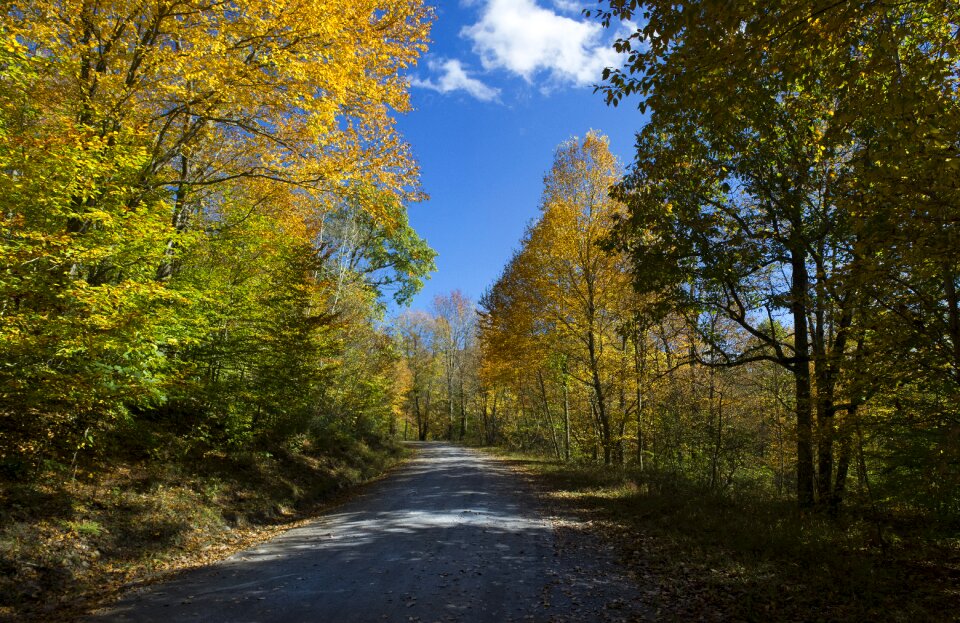 Nature autumn forest