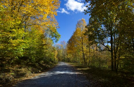 Nature autumn forest photo