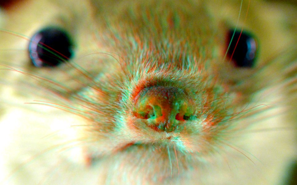 Ferret NHM Rotterdam 3D (43459513024)