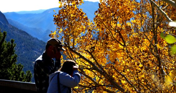Fall Leaves (29462858614)