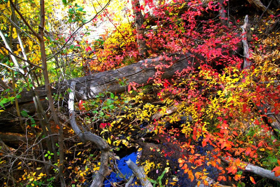 Fall Colors Along Mosca Creek (37596896321)