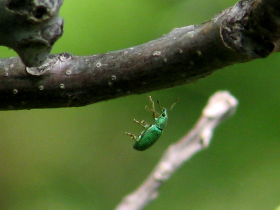 Falling weevil (710630016)