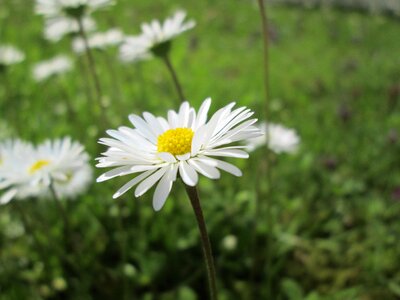 White flower plant garden photo