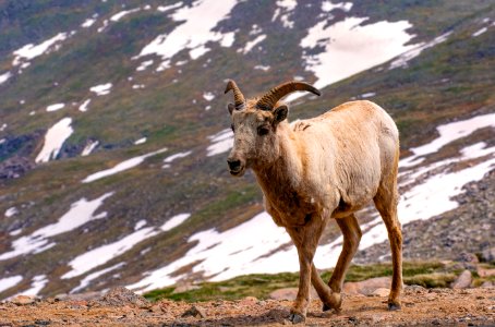 Female Bighorn Sheep on Alpine Tundra (48311541077)