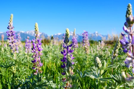 Field of Lupine (51279114416)