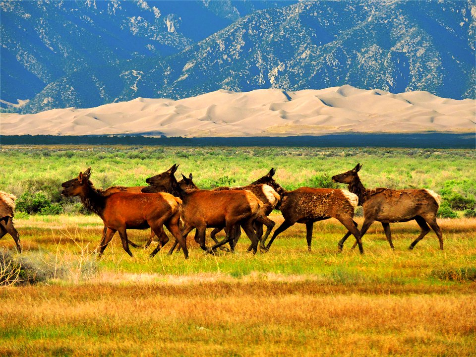 Female Elk Running Across Grasslands (47827265661)