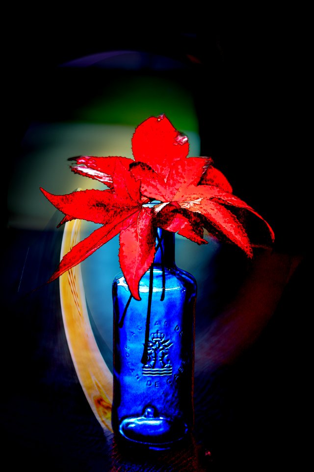 Feuilles mortes (45089296075)