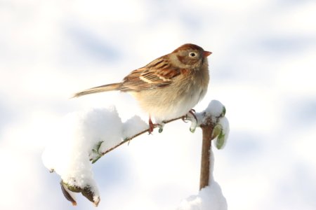 Field sparrow, December 2020 -- Warren Bielenberg (50771019951)