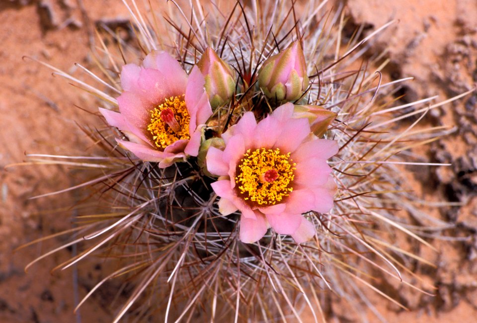Fishook Cactus (7167163674)