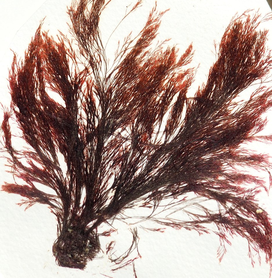 Filamentous Red Algae (50669338046)