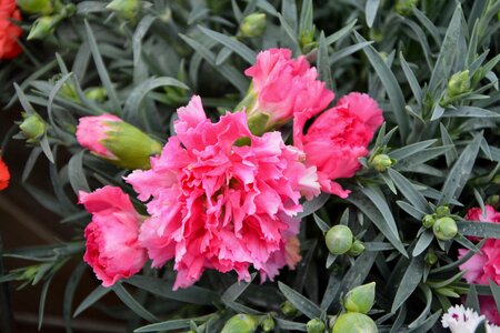 Carnation pink buttons eyelets pink photo