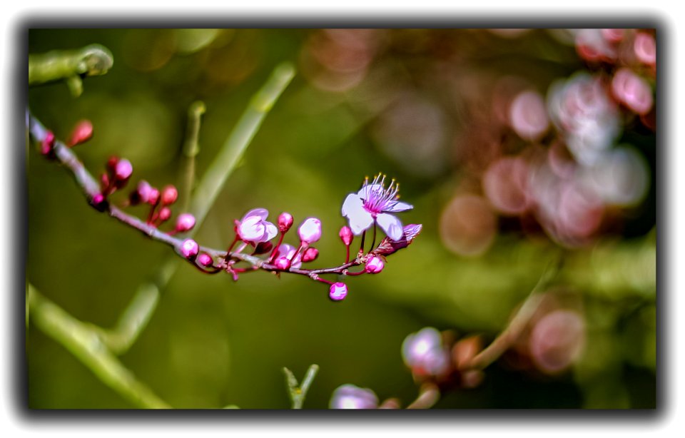 Fleurs de prunus avec bokeh (47393202551)