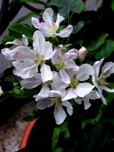 Flores de manzano (14144957555)