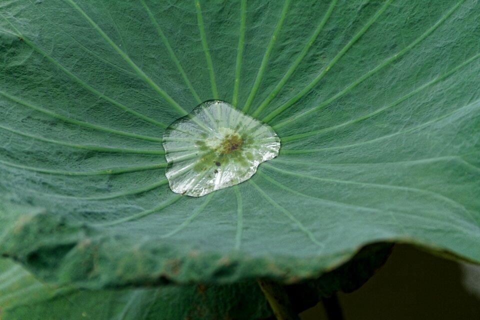 Leaf nature natural