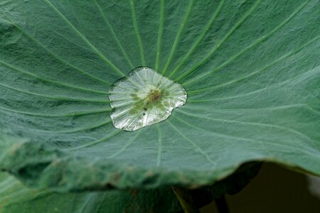 Leaf nature natural