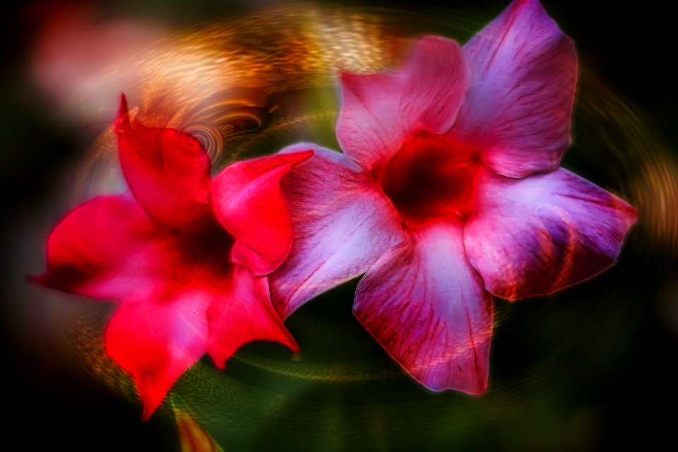 Flower and art (29080571227)