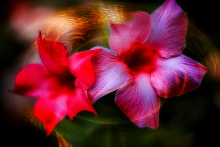Flower and art (29080571227)
