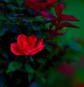 Flower Compositions (Explored) - Flickr - mrksteele04
