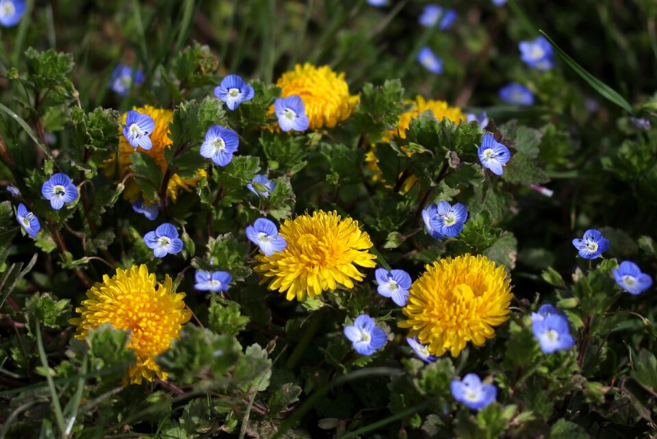 Flowers spring nature