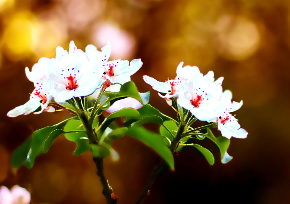 Fleurs de pommier C (42184091171)