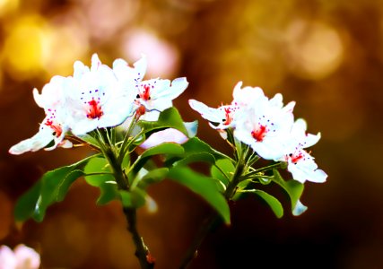 Fleurs de pommier C (42184091171)