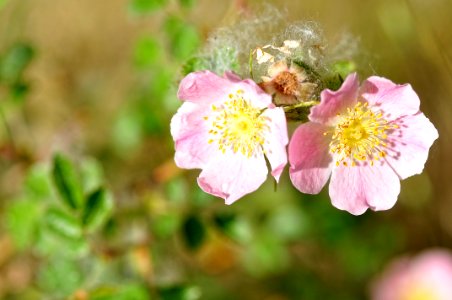 Flor de Zarzamora (18555430692)