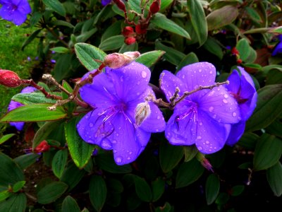 Flores (8306721323)